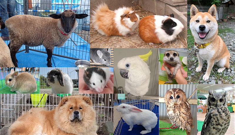 体感ふれあい動物園