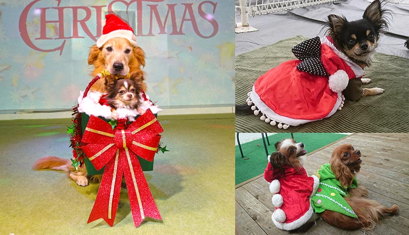 わんわん動物園<br><span>~ふれあい&お散歩~</span>