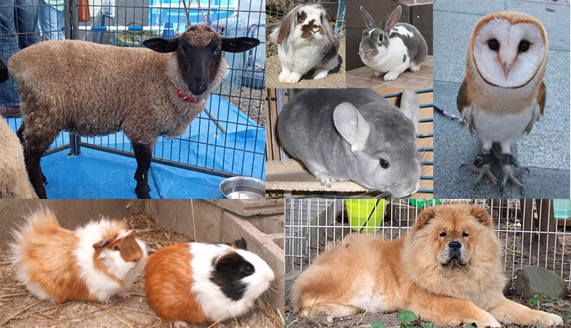 体感ふれあい動物園<br>～モフモフ動物大集合～