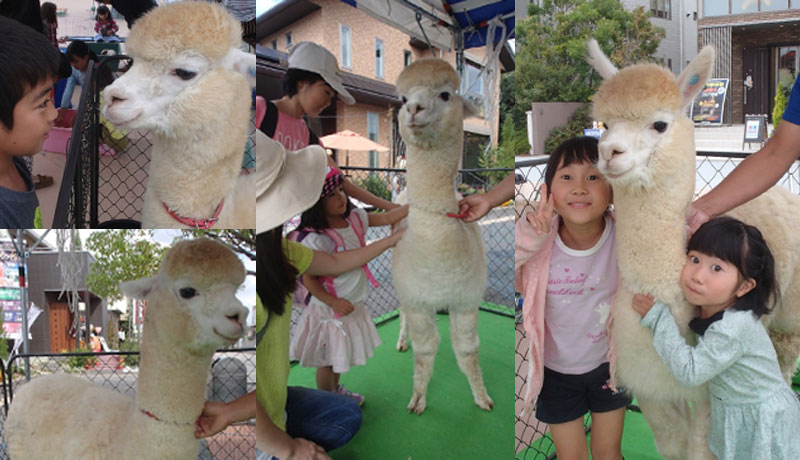 アルパカと記念撮影会!!