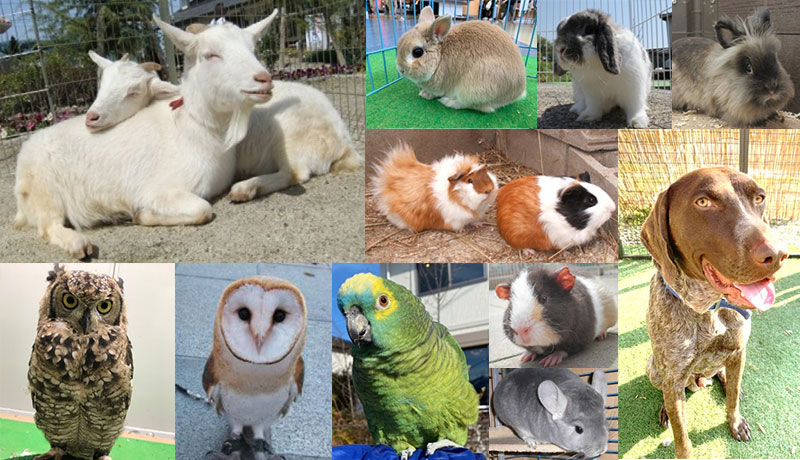 体感ふれあい動物園