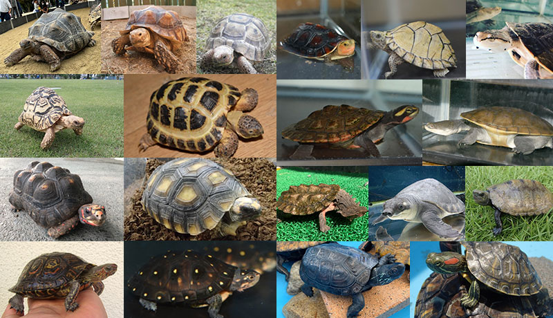 体感ふれあい動物園 ~世界のカメ展~