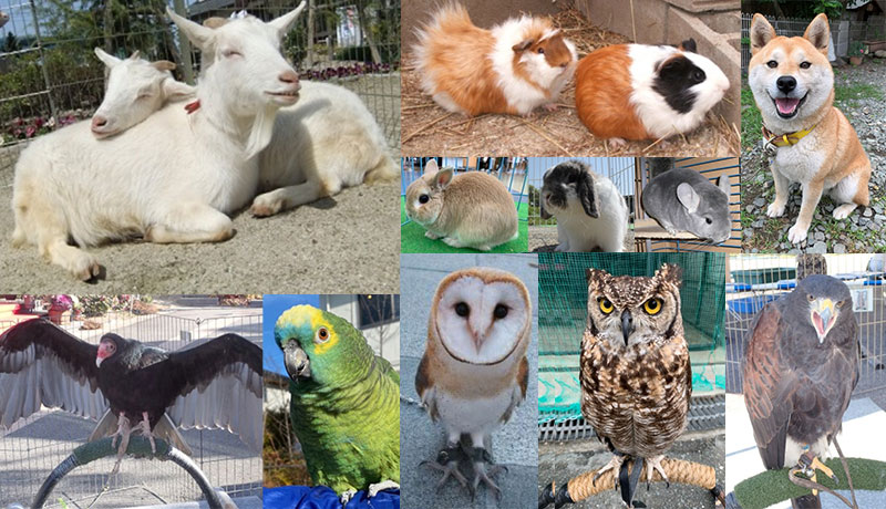 体感ふれあい動物園