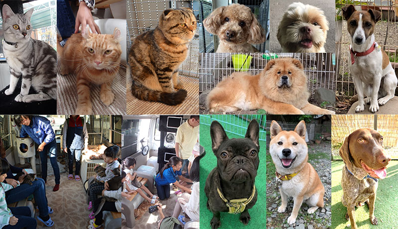 ニャン・ワン イベント