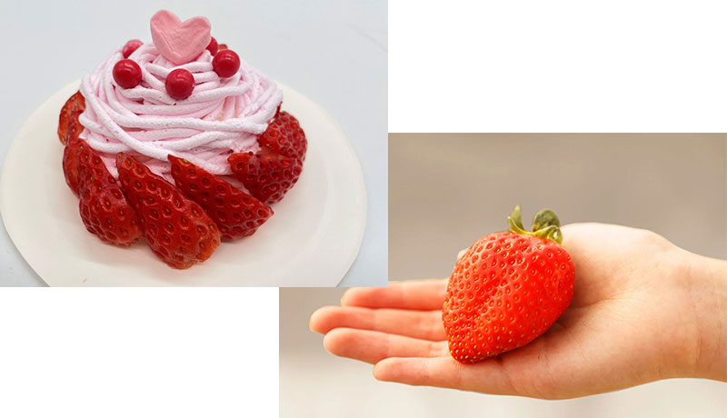 <span>イチゴがいっぱい</span><br>
イチゴまつり