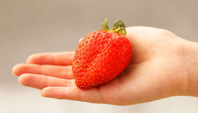 巨大イチゴの重さ当てクイズ