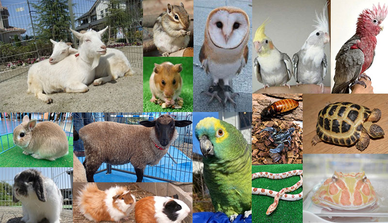 動物好き、集まれ！<br>ハウジングZOO