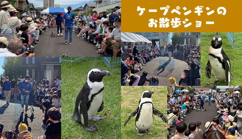 ケープペンギンのお散歩ショー