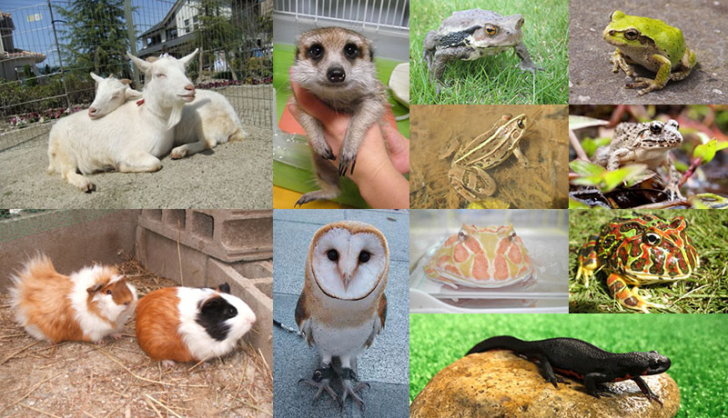 体感ふれあい動物園<br>~世界のカエル展~