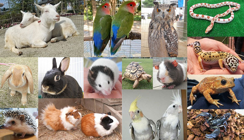 体感ふれあい動物園