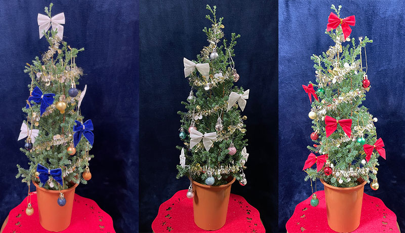 本物の木で「クリスマスツリー」を作ろう