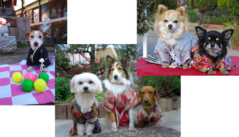 わんわん動物園～ふれあい＆お散歩体験～