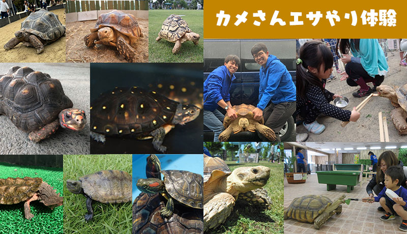 体感ふれあい動物園 ～世界のカメ展～