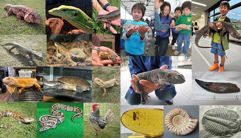 体感ふれあい動物園 ～ミニチュア恐竜展～