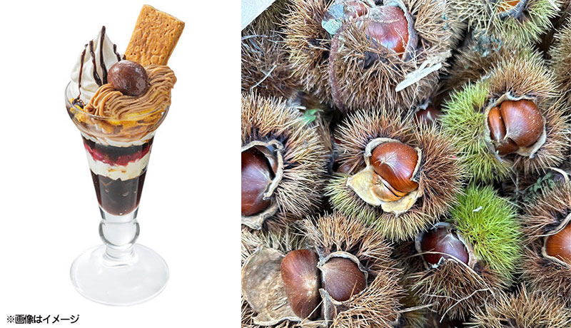 栗拾い＆マロンパフェ作り